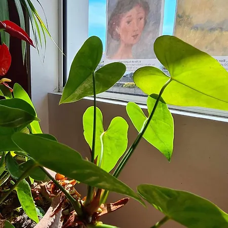 Cap D'ambre Ξενοδοχείο 2*